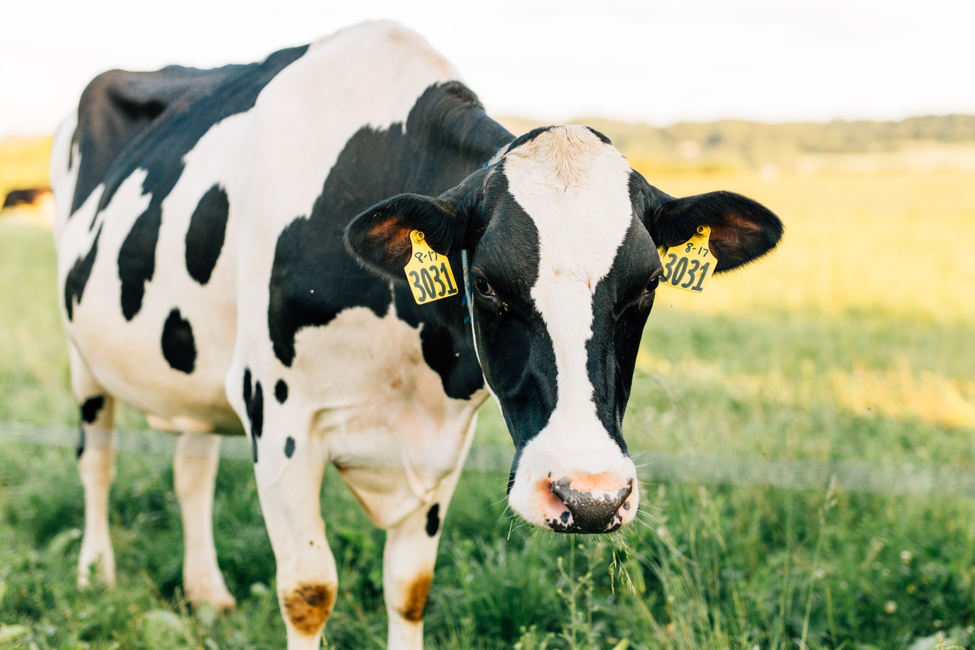 Culling animals in the herd - Smart4Agro