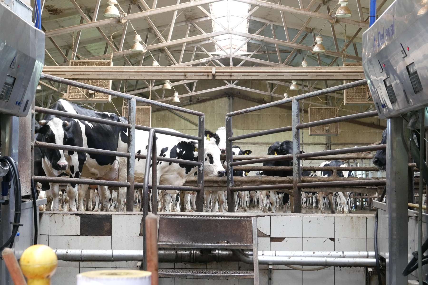 How to balance milk exports with a shortage of milk in the domestic market of Russia - Smart4Agro