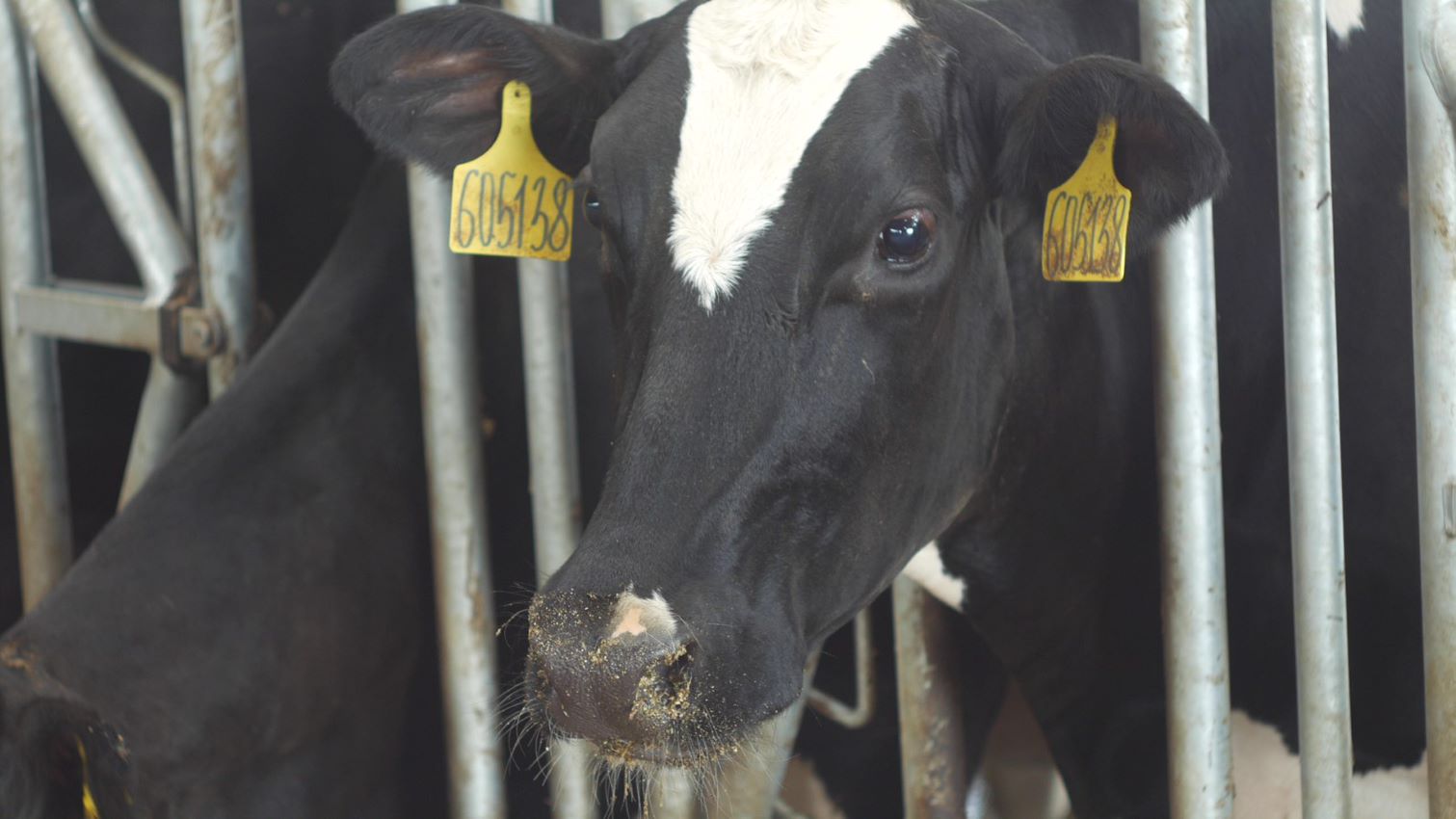 Continued research into the effect of THI on milk yield - Smart4Agro