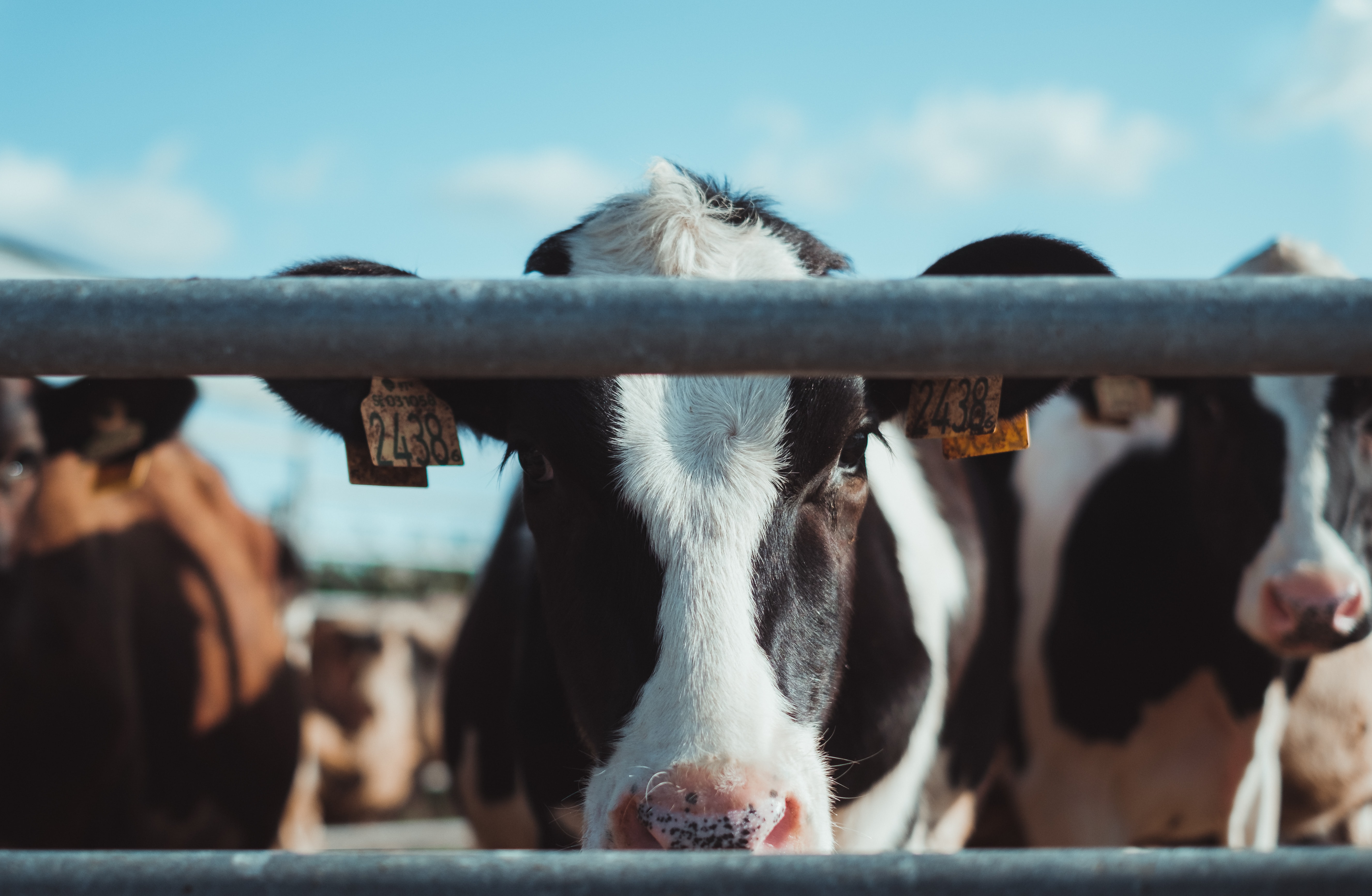 What to look for when auditing on a farm - Smart4Agro